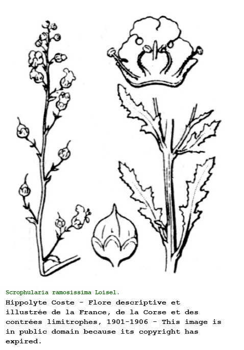 Scrophularia ramosissima Loisel.